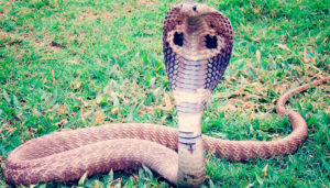 reptiles-en-ingles-cobra
