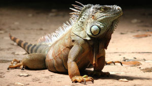 reptiles-en-ingles-iguana