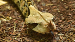 reptiles-en-ingles-vibora